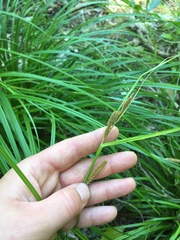 Carex ochrosaccus