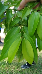 Cinnamomum yabunikkei