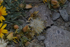 Chaetanthera chilensis