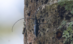 Image of Taeniotes simplex