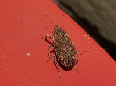 Listroderes difficilis