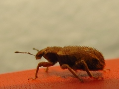 Listroderes difficilis