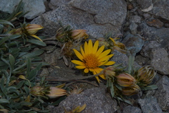 Chaetanthera chilensis