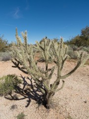Cylindropuntia acanthocarpa acanthocarpa