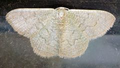 Phaiogramma faustinata