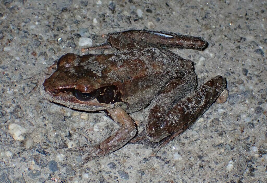 Papurana aurata (Papurana aurata)