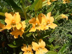 Diplacus longiflorus