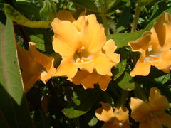 Diplacus longiflorus