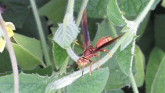 Polistes cavapyta