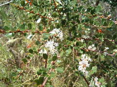 Ceanothus megacarpus megacarpus