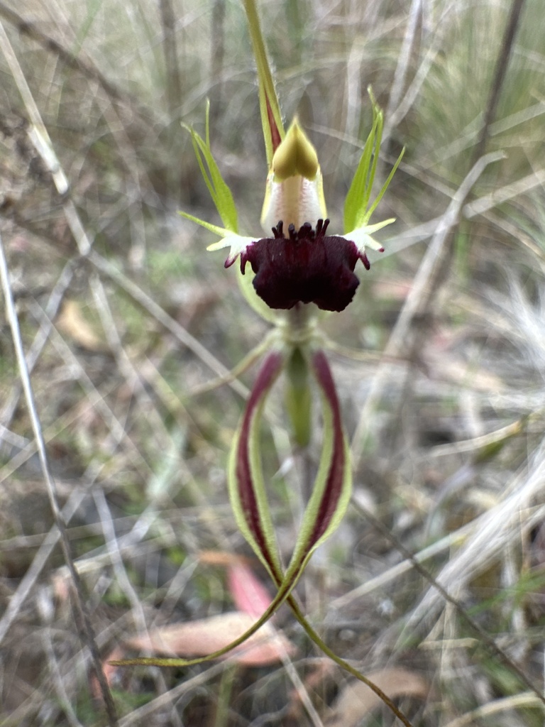 Caladenia atrovespa