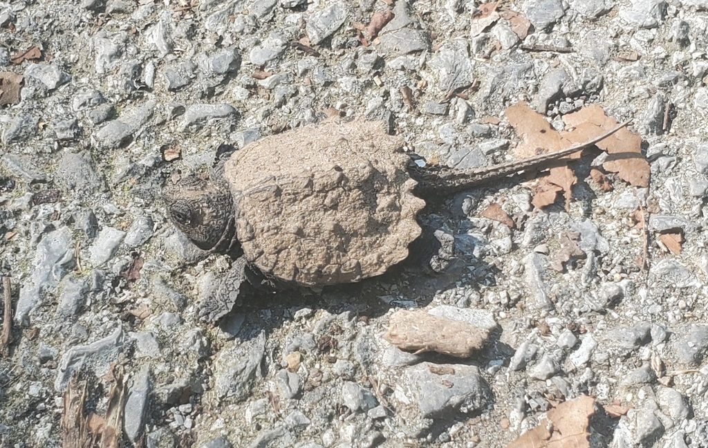 Common Snapping Turtle from Sharpsburg, MD 21782, USA on October 1