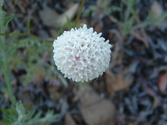 Chaenactis artemisiifolia