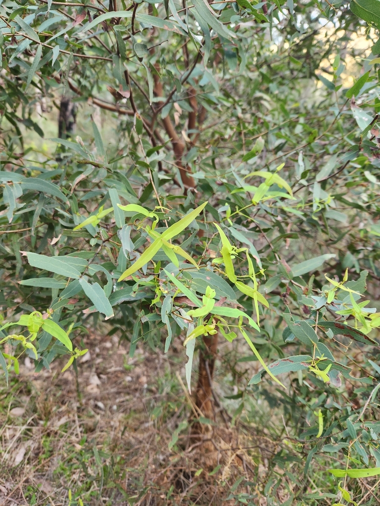 narrowleaf peppermint gum from Harrietville VIC 3741, Australia on