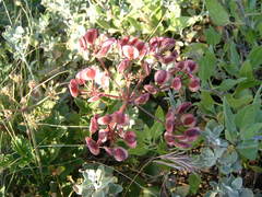 Lomatium lucidum