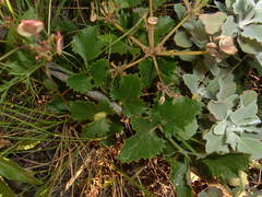 Lomatium lucidum