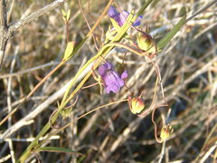 Neogaerrhinum strictum