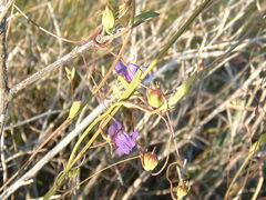 Neogaerrhinum strictum