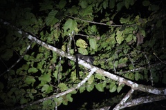 Arctogalidia trivirgata