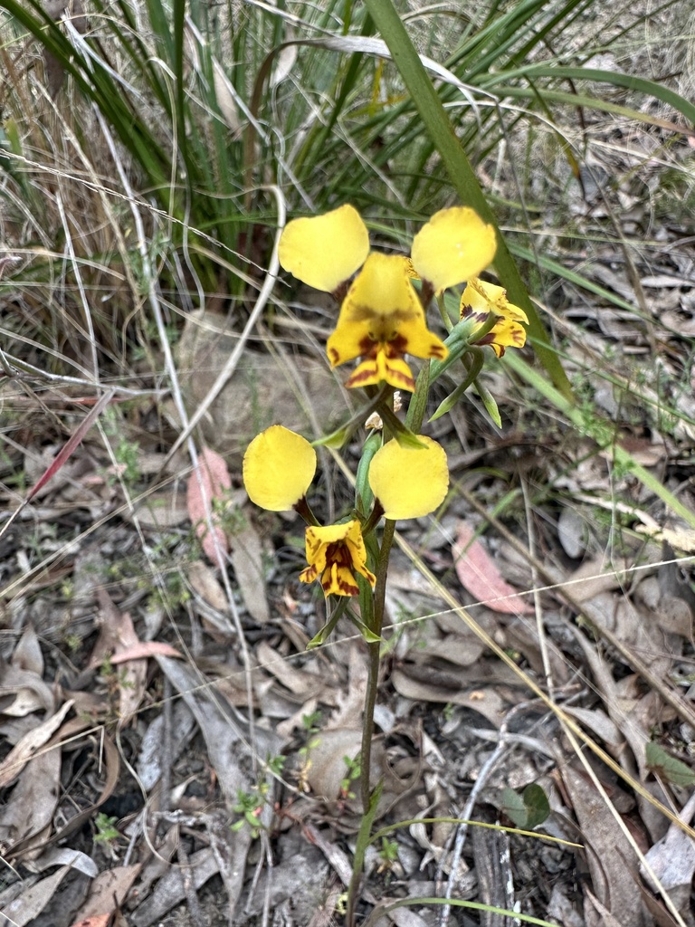 Diuris nigromontana
