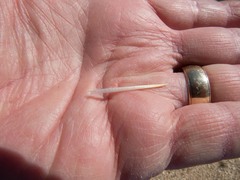Cylindropuntia acanthocarpa acanthocarpa