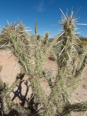 Cylindropuntia acanthocarpa acanthocarpa