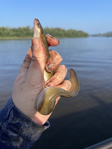 American eel (Anguilla rostrata) — Anguillidae — 3