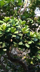 Terminalia calamansanai