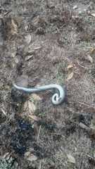 Crotalus polystictus