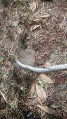 Crotalus polystictus