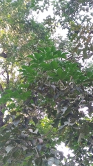 Terminalia calamansanai