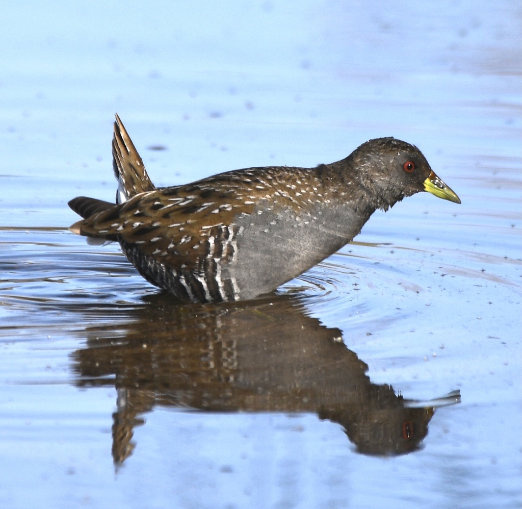 Australian Crake from Lake Nadungamba, Mount Annan, NSW, AU on October ...