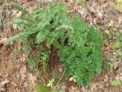 Adiantum shastense image