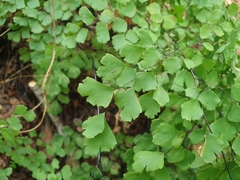 Adiantum shastense image