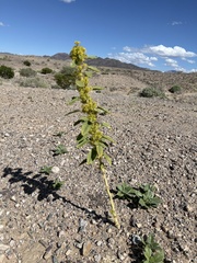 Oxystylis lutea