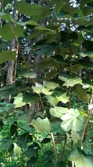 Pterospermum acerifolium