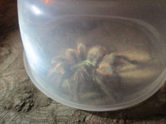 Dugesiella anitahoffmannae
