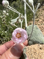 Malacothamnus jonesii var. niveus
