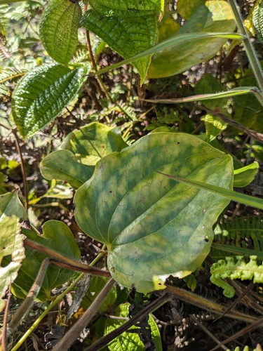 Smilax melastomifolia observed 2023-09-29