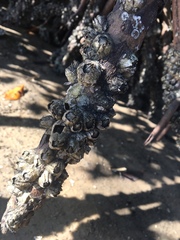 Amphibalanus subalbidus