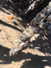 Amphibalanus subalbidus