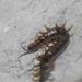 Scolopendra viridis maya - Photo (c) kevomc, some rights reserved (CC BY-NC), uploaded by kevomc