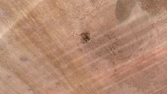 Tillandsia recurvata image