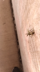 Tillandsia recurvata image