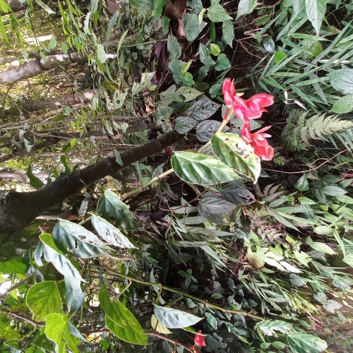 Image of Begonia radicans by (c) Patrícia Mees, some rights reserved (CC BY)