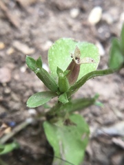 Triodanis lamprosperma