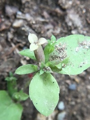 Triodanis lamprosperma