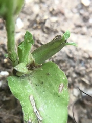 Triodanis lamprosperma