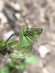 Triodanis lamprosperma