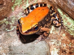 Hydrophylax bahuvistara